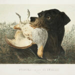 [5 lithographies de chasse par Albert Adam]