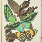 Papillons. Vingt planches en phototypie coloriées au patron donnant 81 papillons et 16 compositions décoratives