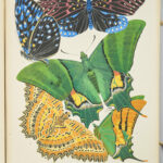 Papillons. Vingt planches en phototypie coloriées au patron donnant 81 papillons et 16 compositions décoratives