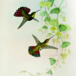 A monograph of the trochilidae or Family of humming birds.