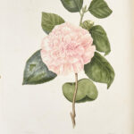 Iconographie du genre Camellia ou Description et figures des camellia les plus beaux et les plus rares peints d’après nature...