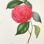 Iconographie du genre Camellia ou Description et figures des camellia les plus beaux et les plus rares peints d’après nature...