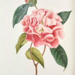 Iconographie du genre Camellia ou Description et figures des camellia les plus beaux et les plus rares peints d’après nature...