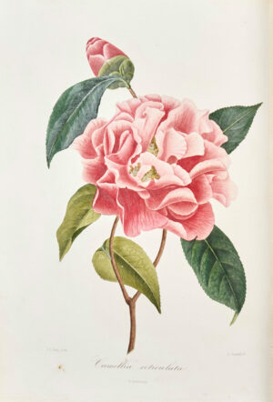 Iconographie du genre Camellia ou Description et figures des camellia les plus beaux et les plus rares peints d’après nature...