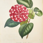 Iconographie du genre Camellia ou Description et figures des camellia les plus beaux et les plus rares peints d’après nature...