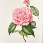 Iconographie du genre Camellia ou Description et figures des camellia les plus beaux et les plus rares peints d’après nature...