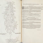 De Historia Stirpium commentarii insignes, maximis impensis et vigiliis elaborati De Historia Stirpium commentarii insignes